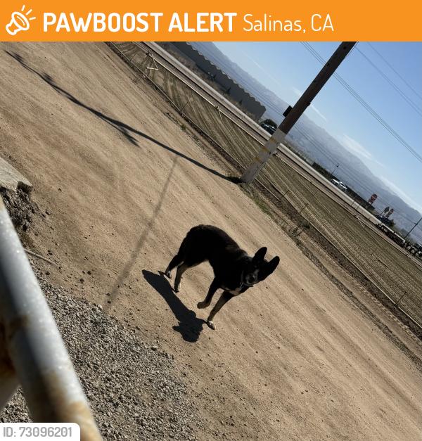Found/Stray Male Dog last seen Esperanza Rd, Salinas, CA 93908