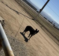 Found/Stray Male Dog last seen Esperanza Rd, Salinas, CA 93908