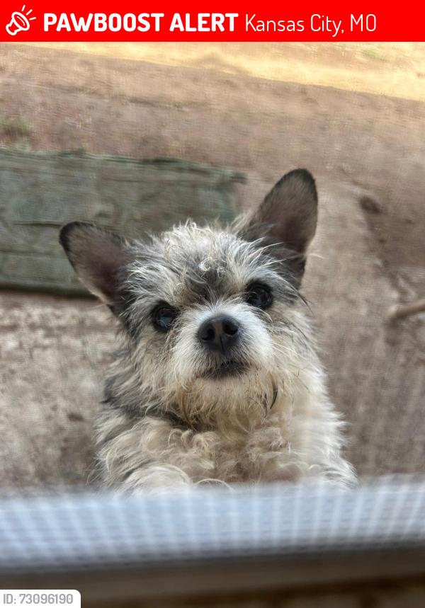 Lost Male Dog last seen Porter rd, Hampton Rd, Custer Dr, Kansas City, MO 64152