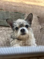 Lost Male Dog last seen Porter rd, Hampton Rd, Custer Dr, Kansas City, MO 64152