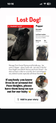 Reunited Female Dog last seen Near Huron St, Sacramento, CA 95838, USA, Sacramento, CA 95838