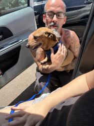 Found/Stray Unknown Dog last seen 91st and Indian school, Phoenix, AZ 85037