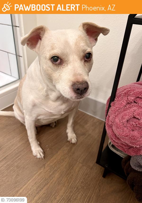 Found/Stray Female Dog last seen Indian school rd and 22nd ave Phoenix, Phoenix, AZ 85015