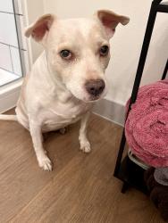 Found/Stray Female Dog last seen Indian school rd and 22nd ave Phoenix, Phoenix, AZ 85015