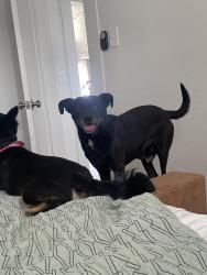 Found/Stray Male Dog last seen Palm/Olivd, Fresno, CA 93728