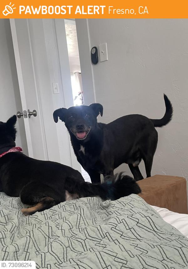 Found/Stray Male Dog last seen Palm/Olivd, Fresno, CA 93728