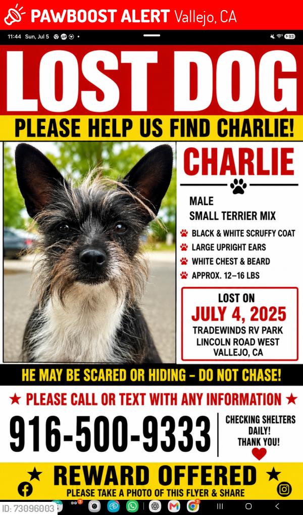 Lost Male Dog last seen Lincoln Rd., Vallejo, CA 94590