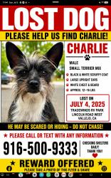 Lost Male Dog last seen Lincoln Rd., Vallejo, CA 94590
