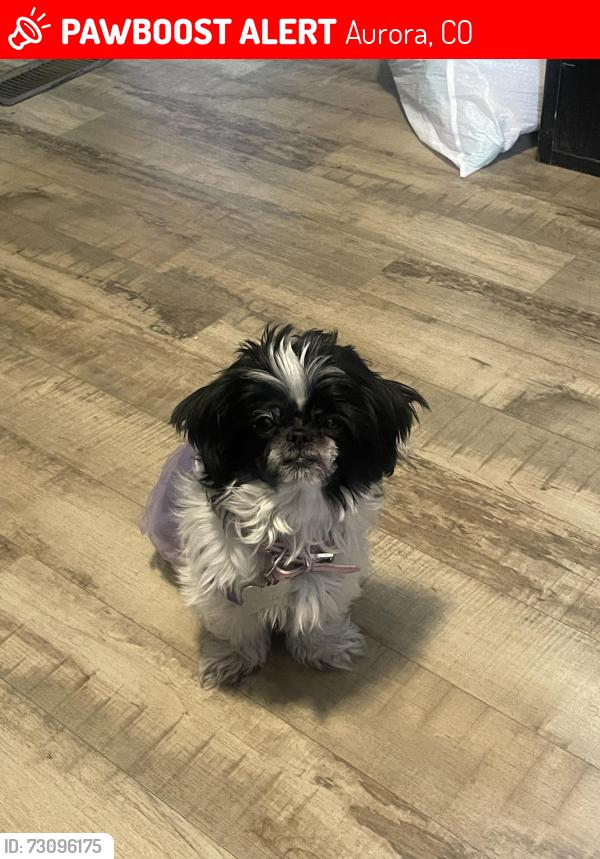 Lost Female Dog last seen Colfax and Sable, Aurora, CO 80011
