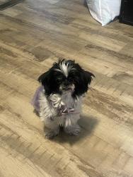 Lost Female Dog last seen Colfax and Sable, Aurora, CO 80011