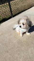 Lost Male Dog last seen Near gazelle leap ln , Richmond, TX 77406