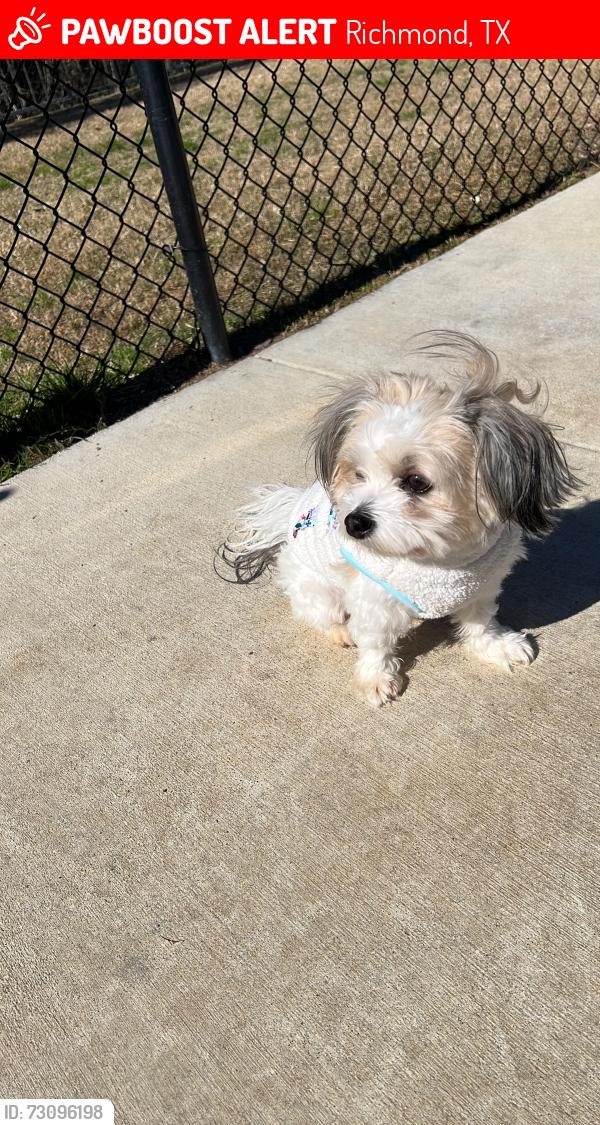 Lost Male Dog last seen Near gazelle leap ln , Richmond, TX 77406