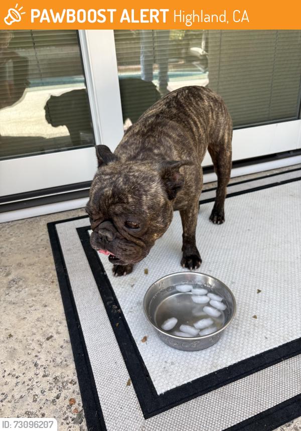Found/Stray Female Dog last seen Water, Highland, CA 92346