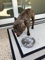 Found/Stray Female Dog last seen Water, Highland, CA 92346