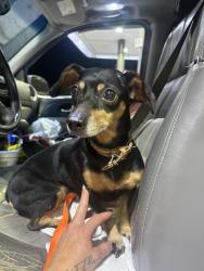 Found/Stray Unknown Dog last seen Walmart marketplace, Archdale, NC 27263