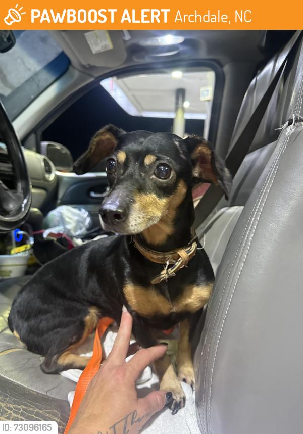 Found/Stray Unknown Dog last seen Walmart marketplace, Archdale, NC 27263