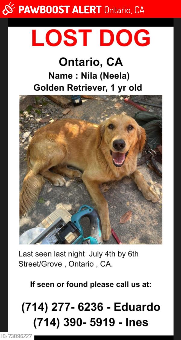 Lost Female Dog last seen N campus / 6th street & Grove, Ontario, CA 91764