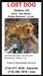 Lost Female Dog last seen N campus / 6th street & Grove, Ontario, CA 91764