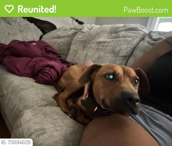 Reunited Female Dog last seen S 18th st , near raub middle school & union Terrance elementary school , Allentown, PA 18104