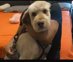 Lost Male Dog last seen Alma, San Jose, CA 95110