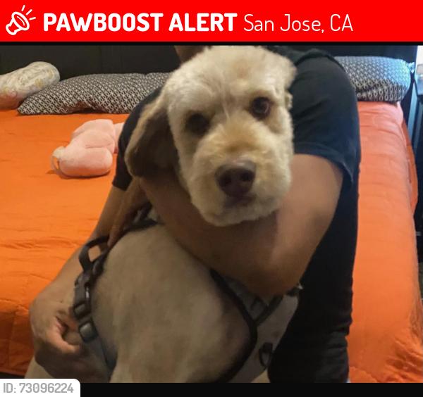 Lost Male Dog last seen Alma, San Jose, CA 95110