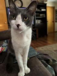 Lost Male Cat last seen My home, Sherman, TX 75090