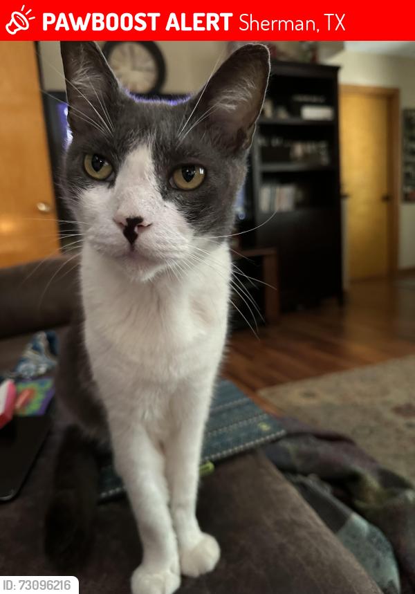 Lost Male Cat last seen My home, Sherman, TX 75090
