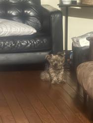 Reunited Male Dog last seen Avenue 63, Los Angeles, CA 90042