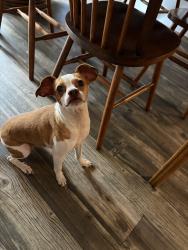 Found/Stray Male Dog last seen Spring time, San Antonio, TX 78249