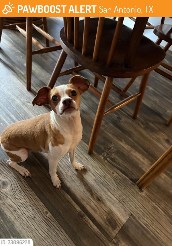 Found/Stray Male Dog last seen Spring time, San Antonio, TX 78249