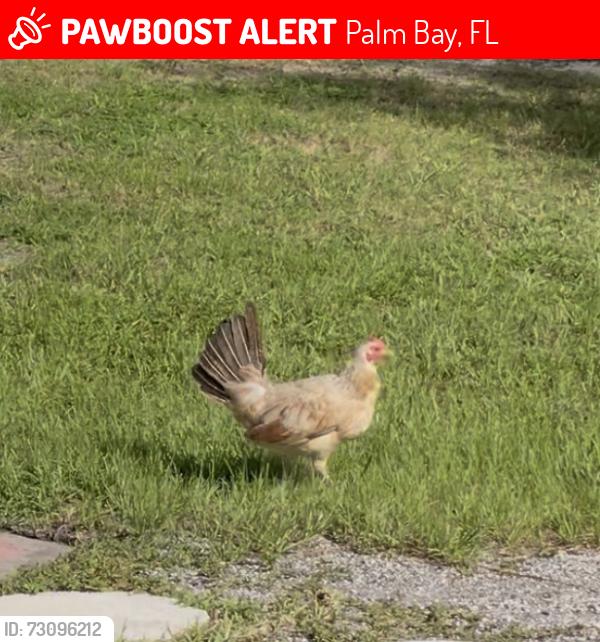 Lost Female Bird last seen Babcock,willowbrook, Palm Bay, FL 32909