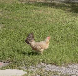 Lost Female Bird last seen Babcock,willowbrook, Palm Bay, FL 32909