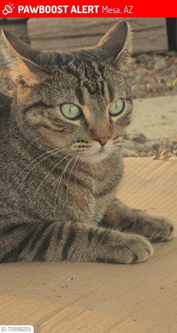 Lost Male Cat last seen recker and University, Mesa, AZ 85205