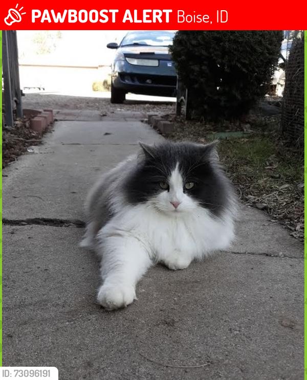Lost Male Cat last seen Apts by Blazer circle and Orchard, Boise, ID 83705
