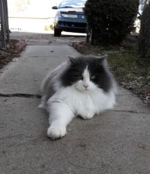 Lost Male Cat last seen Apts by Blazer circle and Orchard, Boise, ID 83705