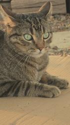 Lost Male Cat last seen recker and University, Mesa, AZ 85205