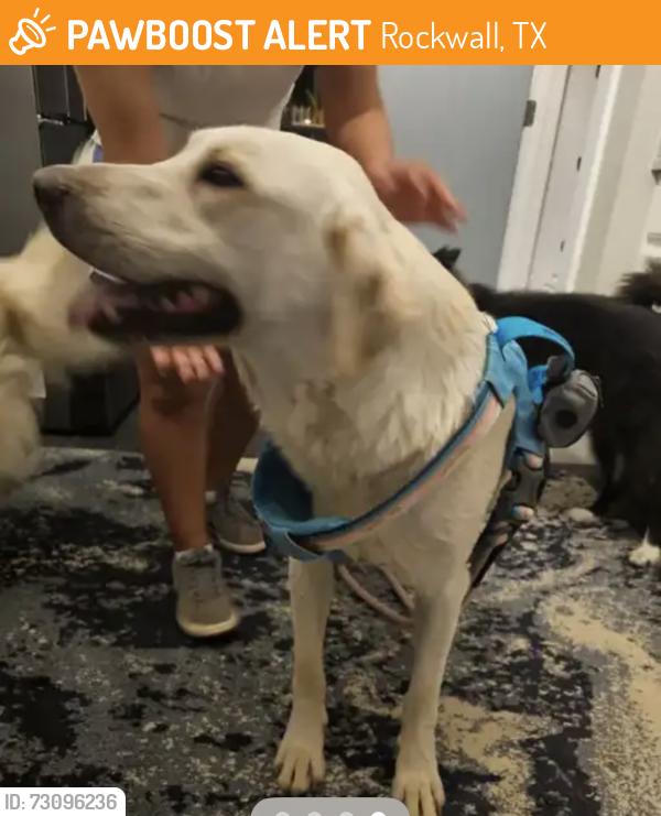Found/Stray Male Dog last seen Springer Lane Rockwall TX, Rockwall, TX 75032