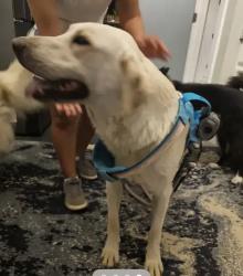 Found/Stray Male Dog last seen Springer Lane Rockwall TX, Rockwall, TX 75032