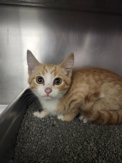 Shelter Stray Male Cat last seen WELDON SRG TOWN, 4850 Mid Rivers Mall Dr, St Peters, MO 63376, USA