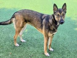 Shelter Stray Female Dog last seen , 14409 Vanowen St, Van Nuys, CA 91405, USA