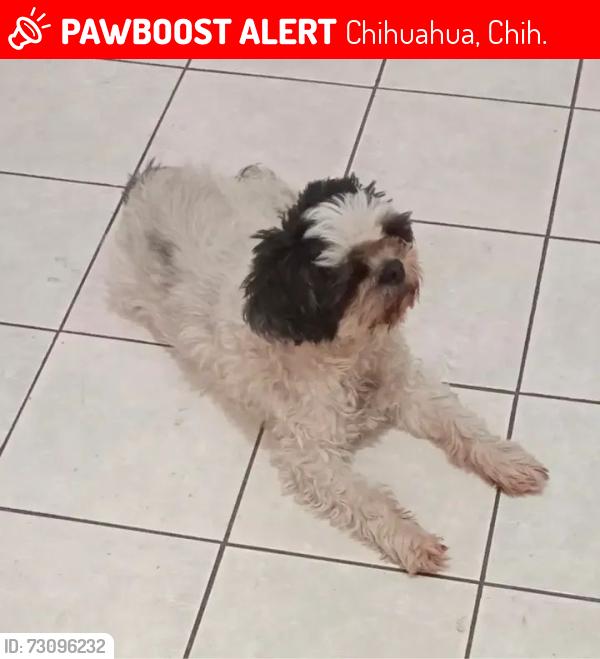 Lost Male Dog last seen Calle Aguascalientes y San Luis Potosí en colonia Avícola II, Chihuahua, Chih. 31206