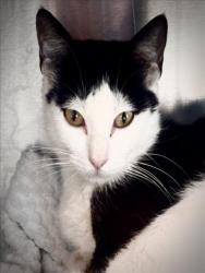Shelter Stray Female Cat last seen , 11361 W Pico Blvd, Los Angeles, CA 90064, USA
