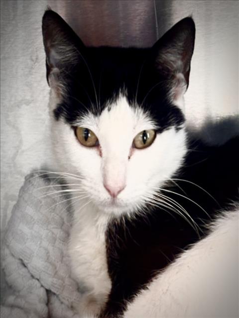 Shelter Stray Female Cat last seen , 11361 W Pico Blvd, Los Angeles, CA 90064, USA
