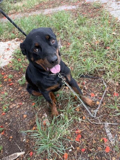 Shelter Stray Female Dog last seen Near BLOCK NW 141ST ST, 3599 NW 79th Ave, Doral, FL 33122, USA