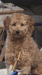 Reunited Female Dog last seen Near SW 24th Cir, Ocala, FL 34473, USA, Ocala, FL 34473