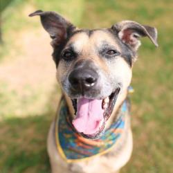 Shelter Stray Male Dog last seen Near BLOCK HAVEN FOR HOPE, 4710 TX-151, San Antonio, TX 78227, USA