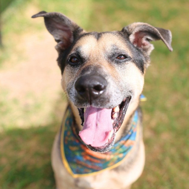 Shelter Stray Male Dog last seen Near BLOCK HAVEN FOR HOPE, 4710 TX-151, San Antonio, TX 78227, USA