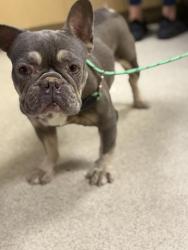 Shelter Stray Female Dog last seen Near BLOCK EMERALD ST, RIVERSIDE, CA, 6851 Van Buren Boulevard, Jurupa Valley, CA 92509, USA