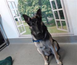 Shelter Stray Female Dog last seen VAN NESS/ OFARREL, 1419 Bryant St, San Francisco, CA 94103, USA
