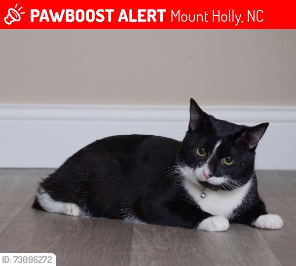 Lost Male Cat last seen Raffaelo VW along the trail behind the dead end., Mount Holly, NC 28120